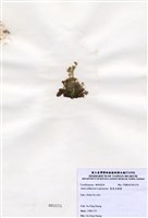 藏品(寬角叉珊藻)的圖片